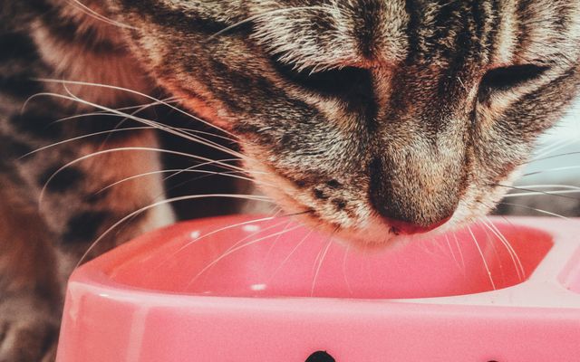 Cat Food