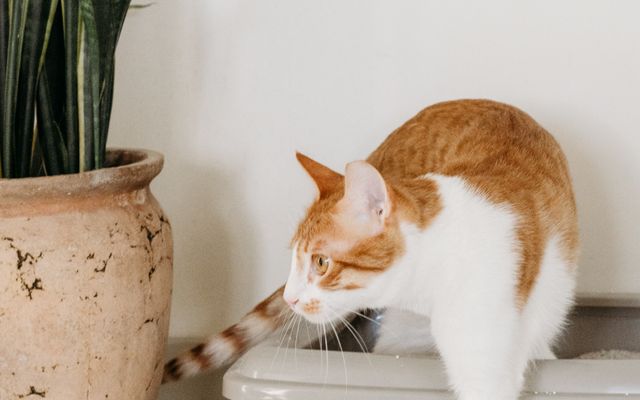 Cat Litter