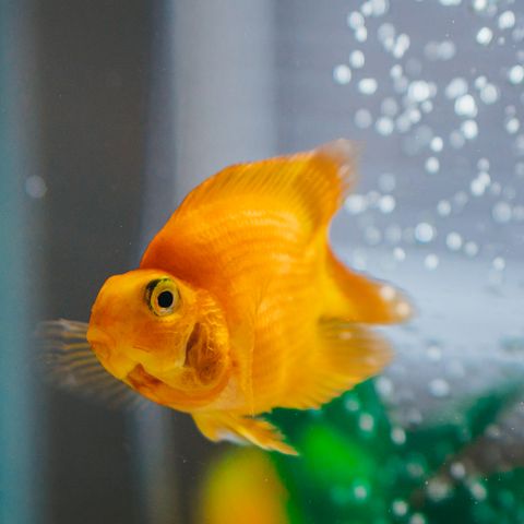 Fish